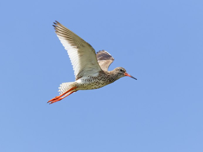 Утятка в полете