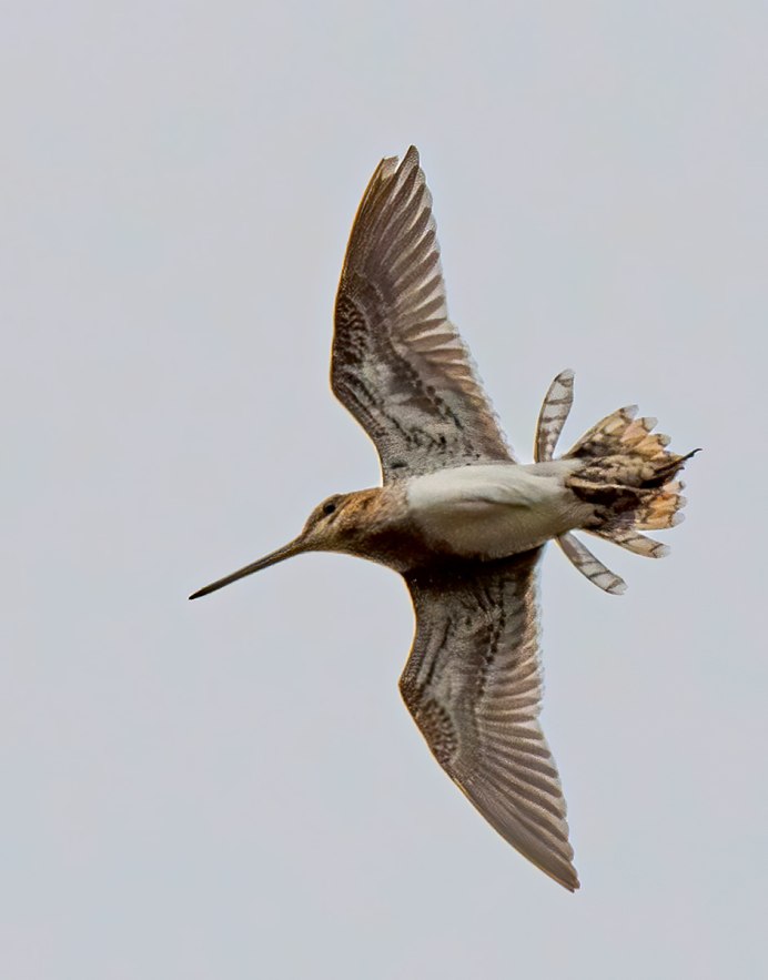 Бекасы полеты птицы