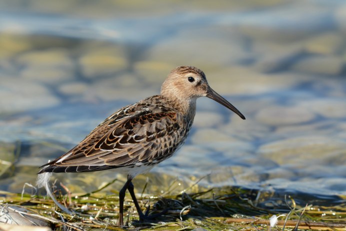 Сколько могут проводить в полёте бекасы