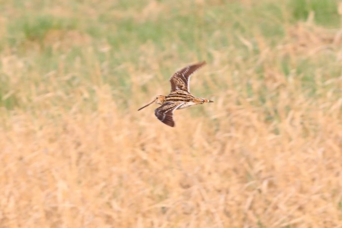 Дупель Gallinago Media