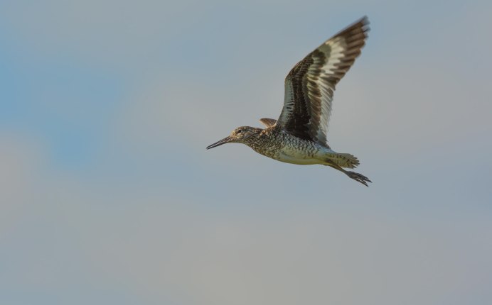 Кулик Черныш полет