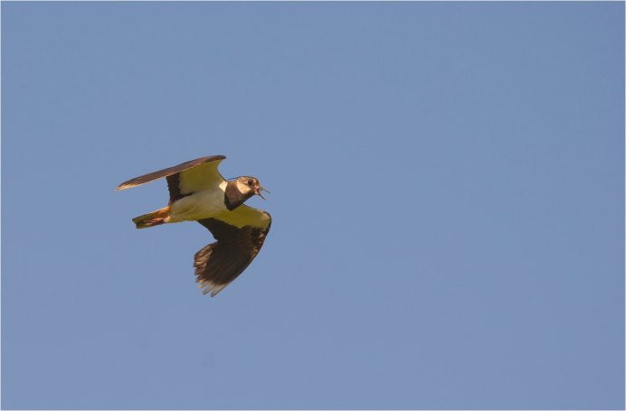 Арчибальд Торберн вальдшнеп