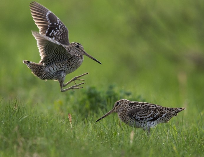 Птица дупель и вальдшнеп