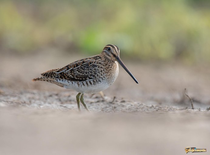 Кулик травник в полете