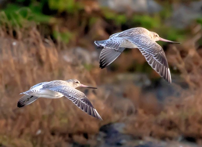Кулик Фифи в полете
