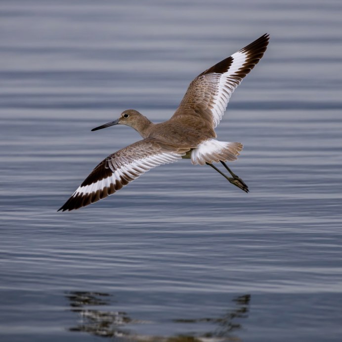 Кулик Бекас