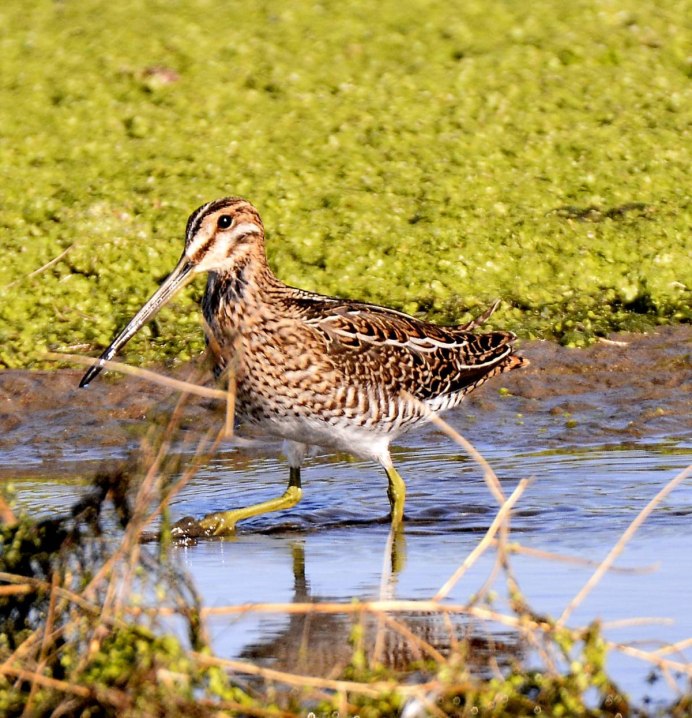 Кулик травник полет