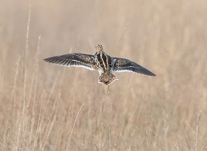Кулик чернозобик