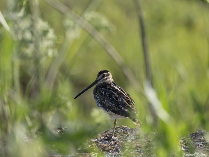 Бекас птица