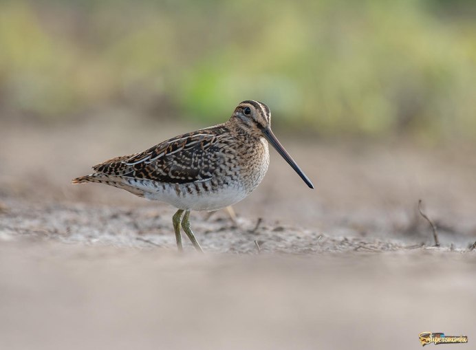 Кулик Бекас