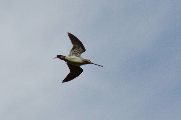 Токовые полеты бекаса