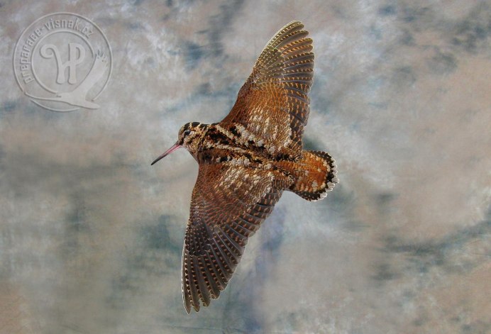 Токующий вальдшнеп