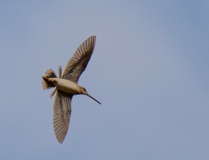 Токовые полеты бекаса