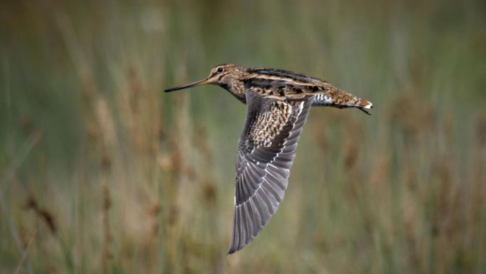 Гаршнеп в полете вид снизу