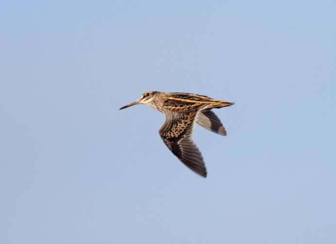 Вальдшнеп полет
