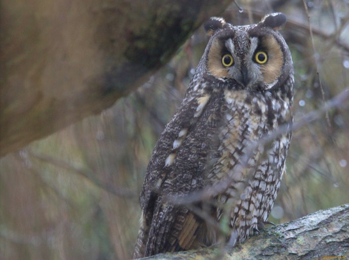 Соломонская ушастая Сова