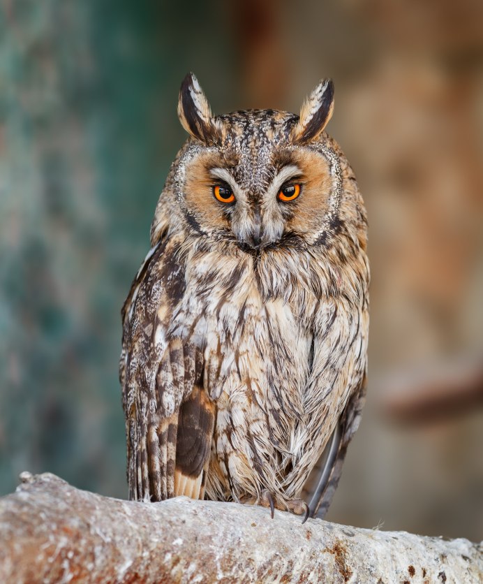 Сова сипуха альбинос