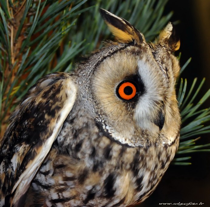 Полярная ушастая Сова