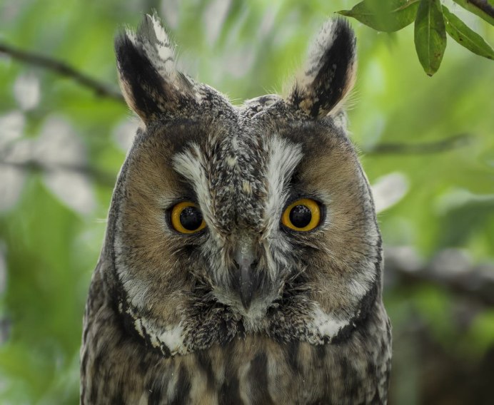 Ушастая Сова ASIO Otus