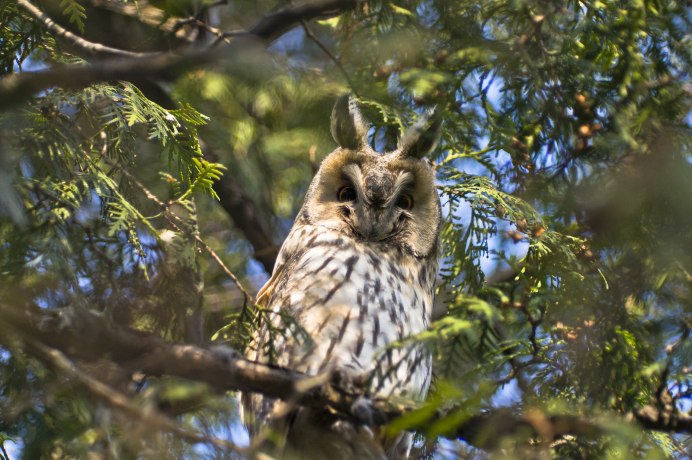 Филин в Ильменском заповеднике