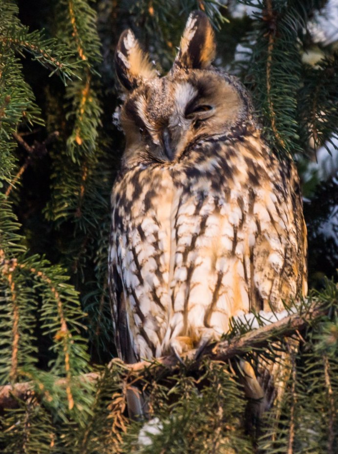 Ушастые Совы милые