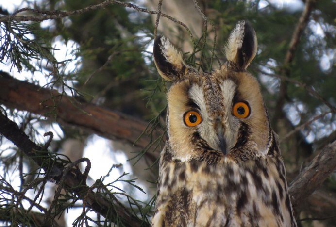 Северная белолицая Сова