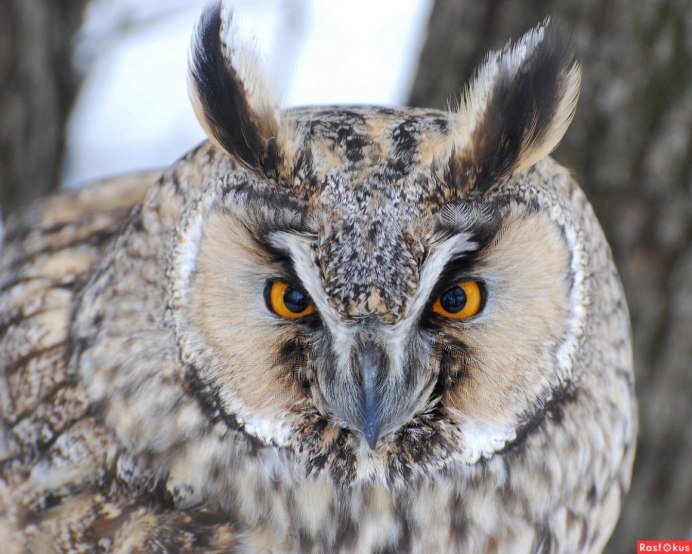 Филин альбинос