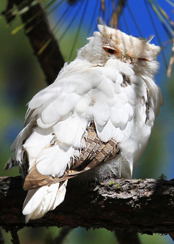 Полярная ушастая Сова