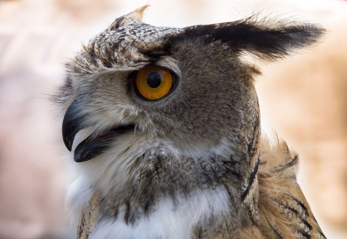 Ушастая Сова Саратовская область