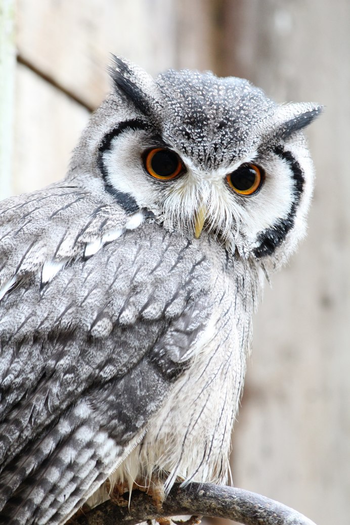 Полярная ушастая Сова