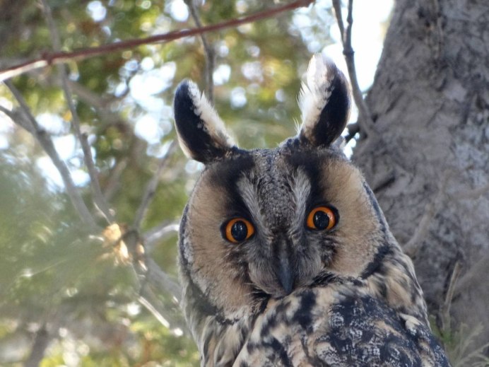 Полярная ушастая Сова