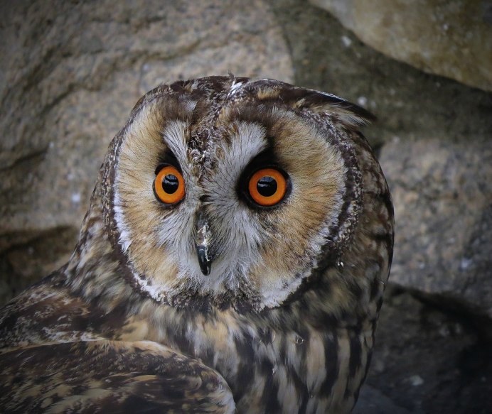 Ушастая Сова голос