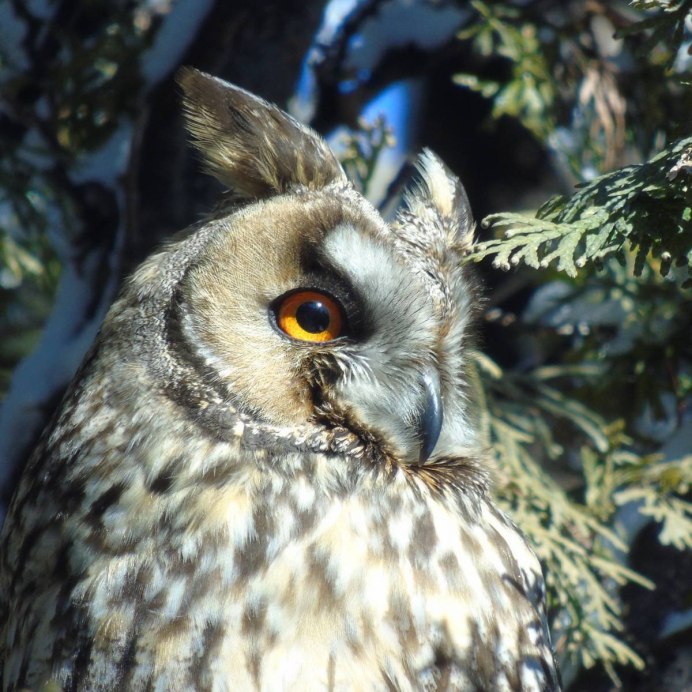 Ушастая Сова ASIO Otus