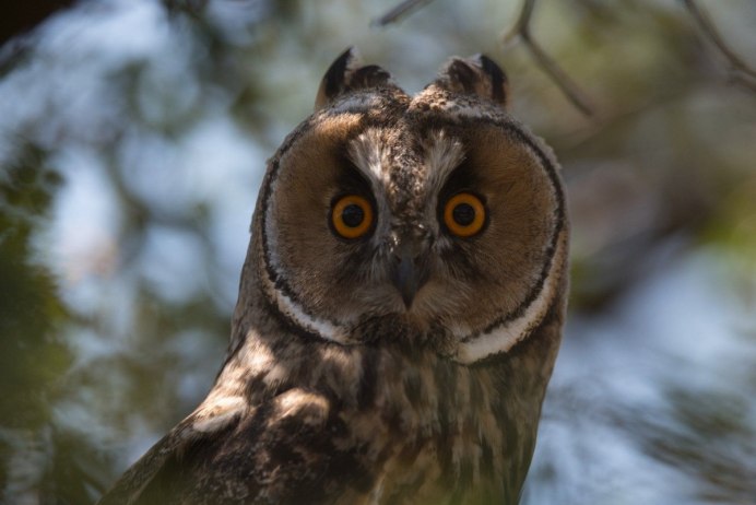 Полярная ушастая Сова