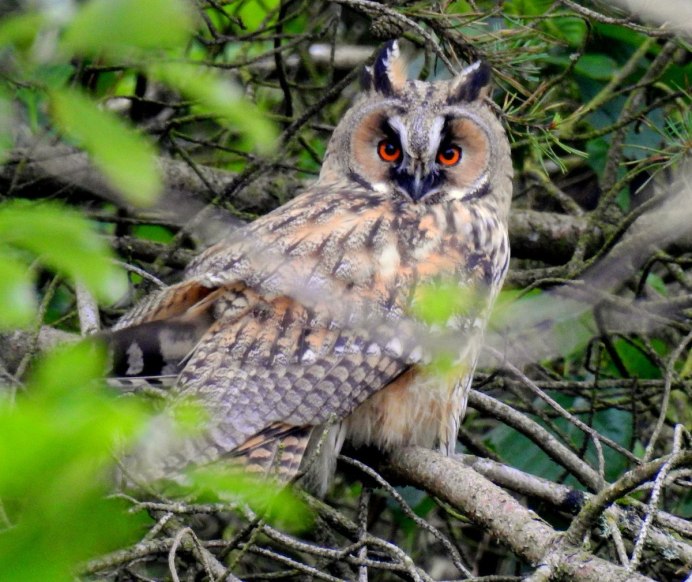 Фотопортреты животных и птиц