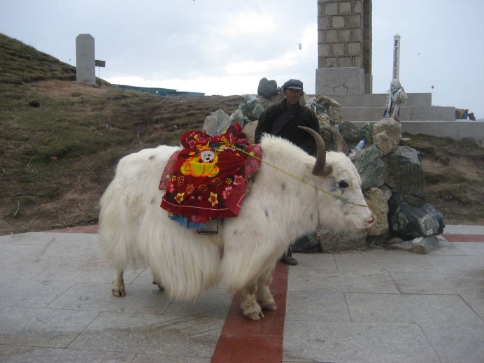 Бык альбинос
