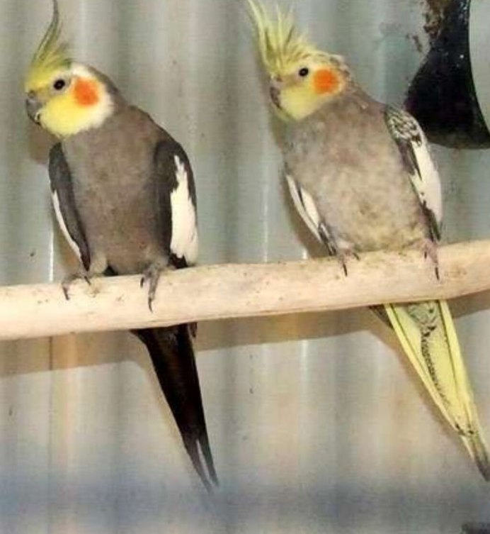 Корелла альбинос