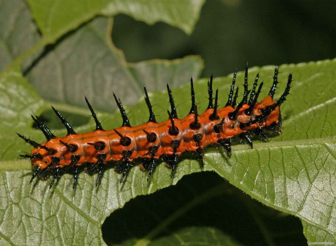 Cossus cossus гусеница
