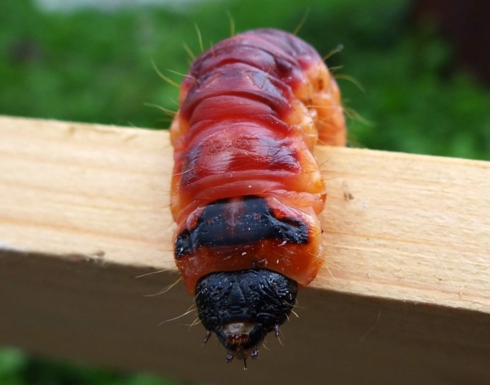 Papilio Troilus гусеница бабочка
