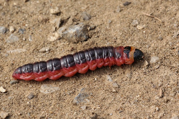 Cossus cossus Larva Caterpillar