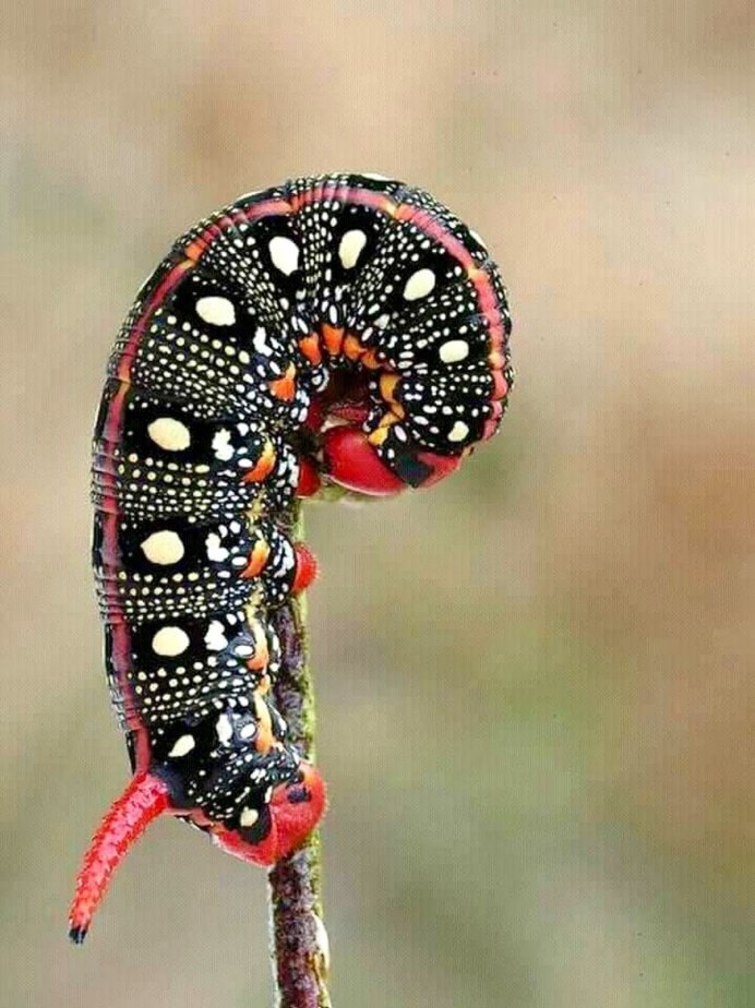 Красная гусеница