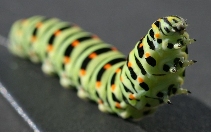 Papilio Troilus гусеница глаза
