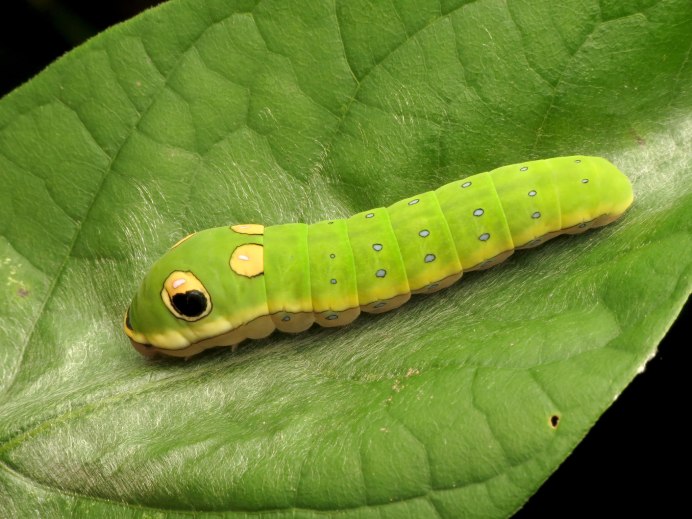 Olona Limacodidae Caterpillar