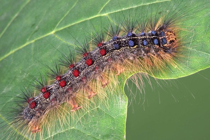 Гусеница бабочки Carthaea saturnioides