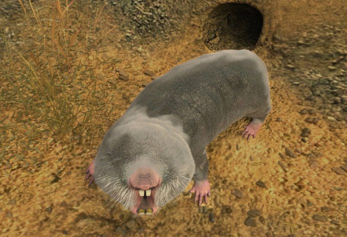 Голый землекоп (Heterocephalus Glaber)