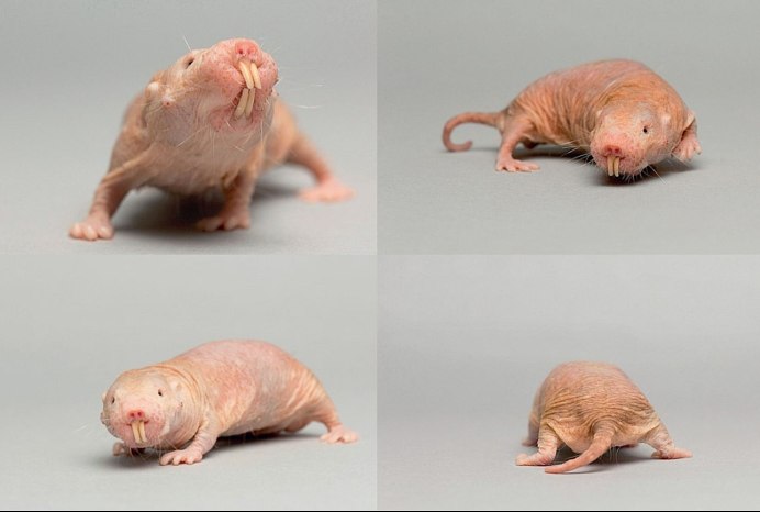 Голый землекоп (Heterocephalus Glaber)