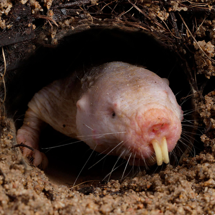 Голый землекоп (Heterocephalus Glaber)