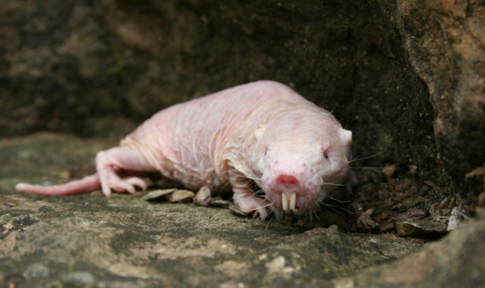 Голый землекоп (Heterocephalus Glaber)
