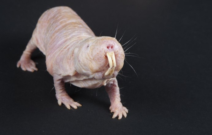 Голый землекоп (Heterocephalus Glaber)