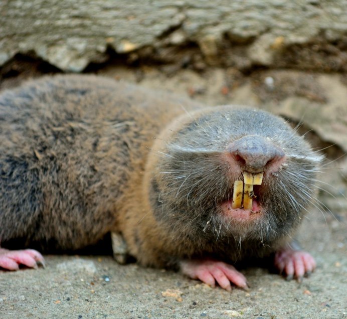 Голый землекоп (Heterocephalus Glaber)